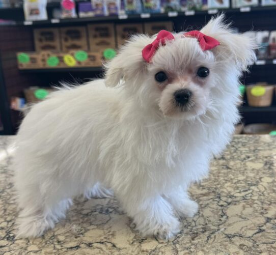 [#900255001551445] White F Maltese Dog