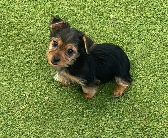 [#252517-01] Black / Tan M Yorkshire Terrier Puppies For Adoption