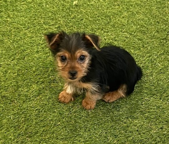 [#252411-02] Black / Tan M Yorkshire Terrier Puppies For Adoption