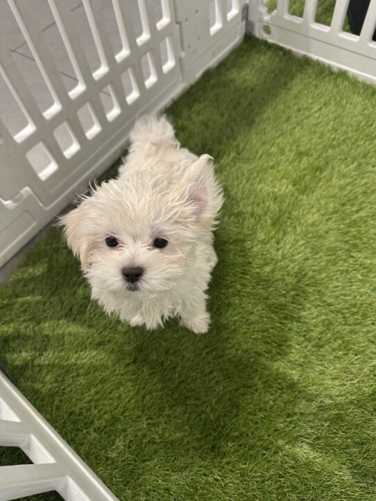 [#900255003261264] White F Maltese Dog