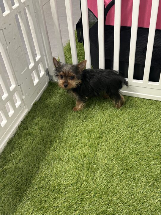 [#900255003256564] Black / Tan F Yorkshire Terrier Dog