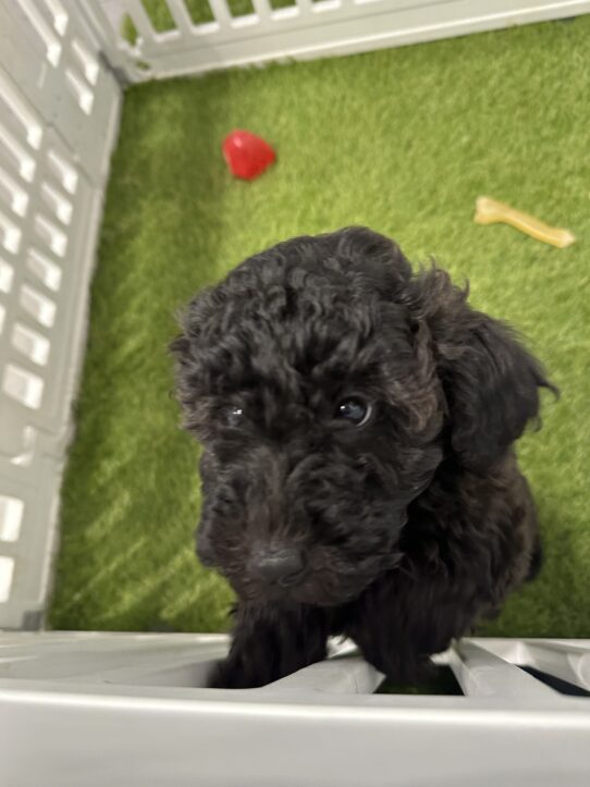 [#90101100076997] Black F Miniature Poodle Dog