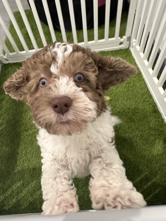 [#901011000075221] Merle M Cocker Spaniel/Cavalier Dog