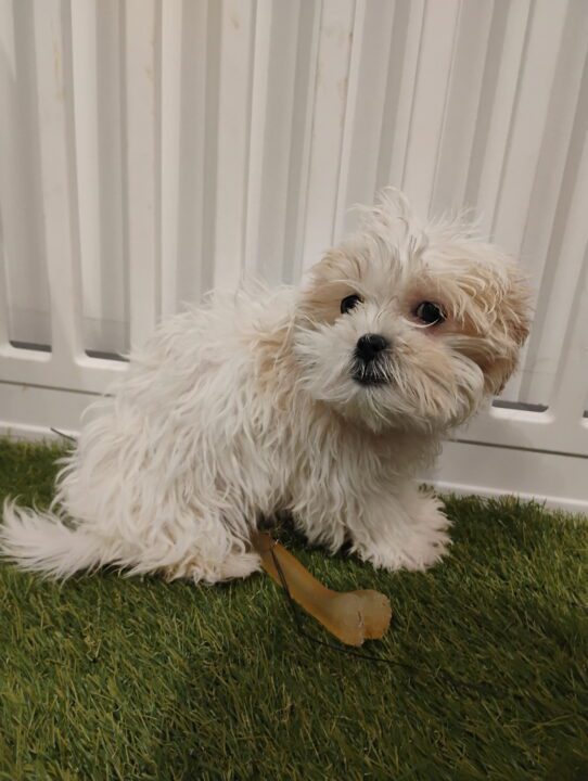 [#901001000017613] White F Teddy Bear (Bichon/Shih Tzu) Dog