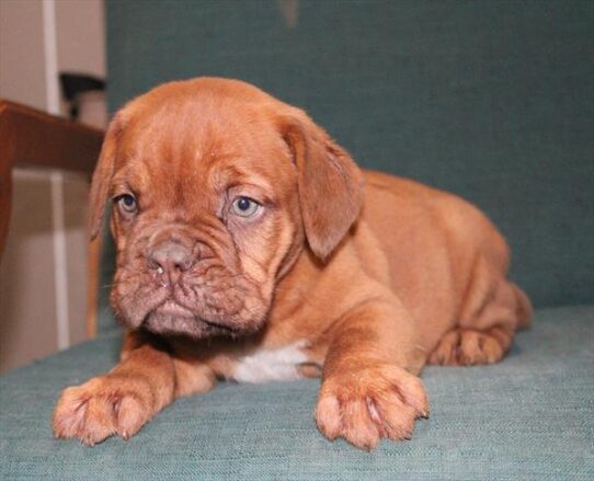 [#252819-04] Red M Dogue de Bordeaux Puppies For Adoption