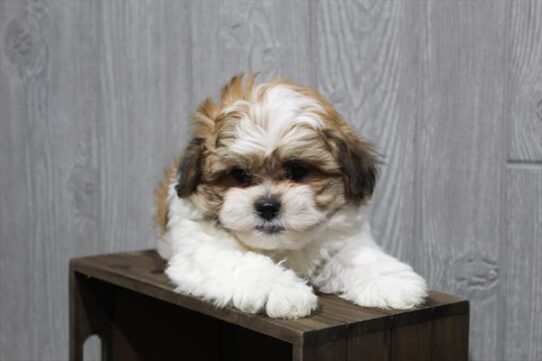 [#252803-02] White / Cream M Teddy Bear Puppies For Adoption