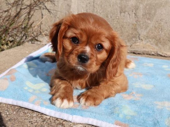 [#252701-02] Ruby F Cavalier King Charles Spaniel Puppies For Adoption