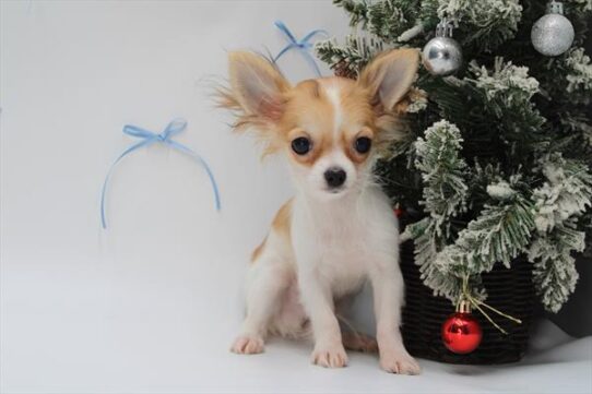 [#251957-04] Fawn / White M Chihuahua Puppies For Adoption