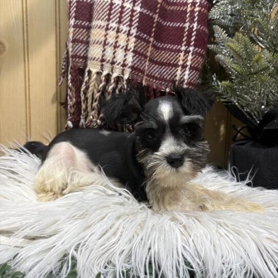 [#253173-02] Black / White F Miniature Schnauzer Puppies For Adoption