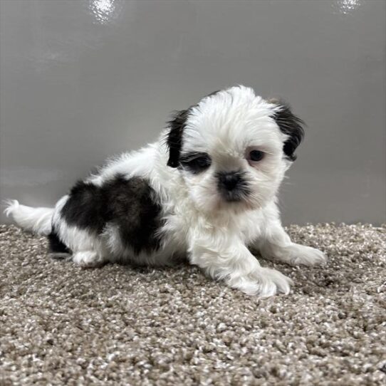 [#252849-02] Brindle / White M Shih Tzu Puppies For Adoption