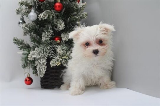 [#252642-01] White M Maltese Puppies For Adoption