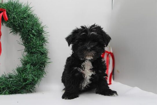 [#252816-02] Black / White M Morkie Puppies For Adoption