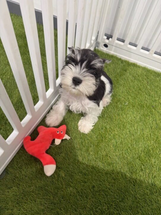 [#900255003272353] Brown M Mini Schnauzer Dog