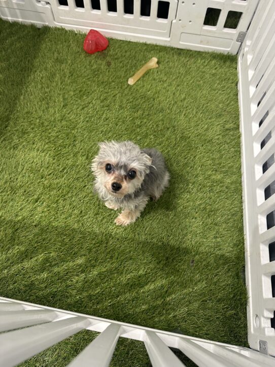 [#901001000331994] Tan F Yorkiepoo Dog