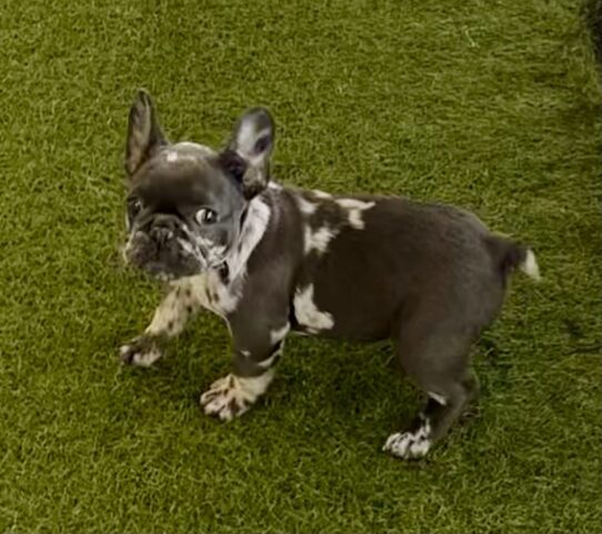 [#25878-03] Black Merle F French Bulldog Puppies For Adoption