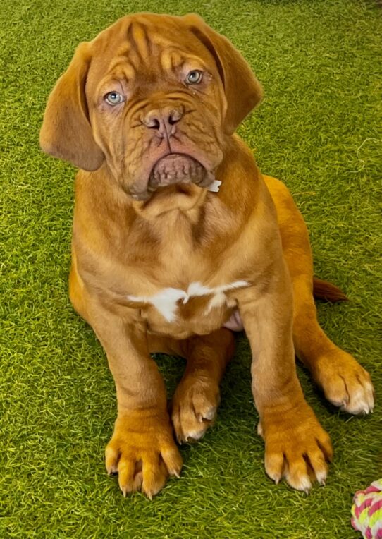 [#252819-04] Red M Dogue de Bordeaux Puppies For Adoption