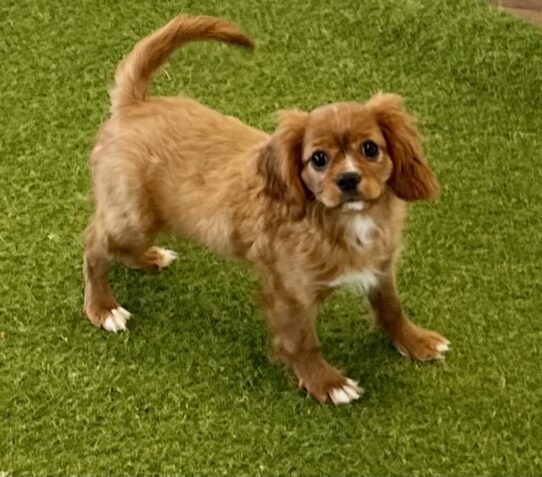 [#252701-02] Ruby F Cavalier King Charles Spaniel Puppies For Adoption