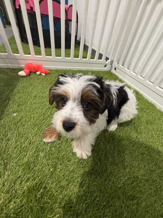 [#900255003263193] Black / White / Tan M Biewer Terrier Dog