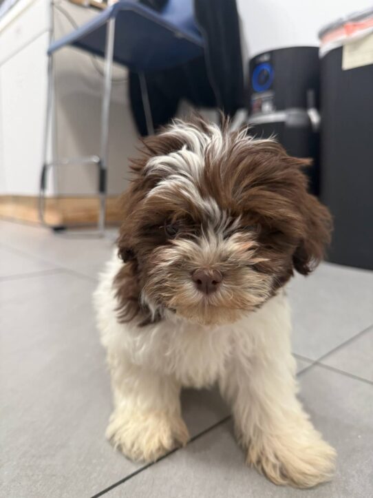 [#900255002117069] White / Brown F Havanese Dog