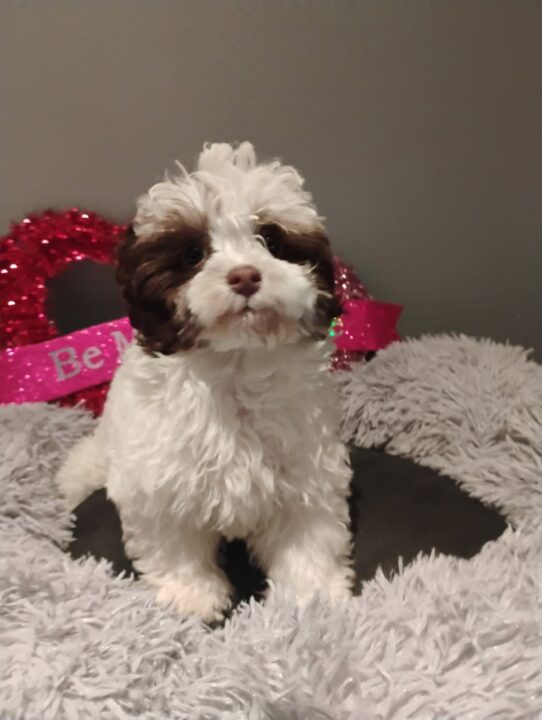 [#900255002117059] Brindle F Havanese Dog