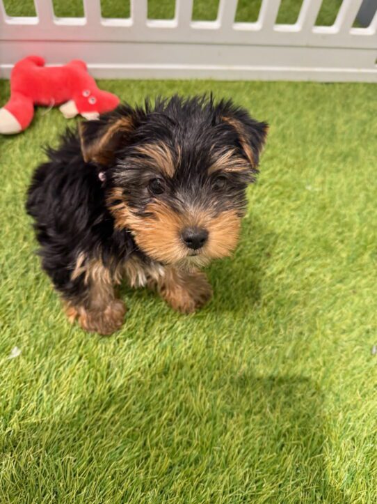 [#900255003274152] Black / Brown M Yorkshire Terrier Dog