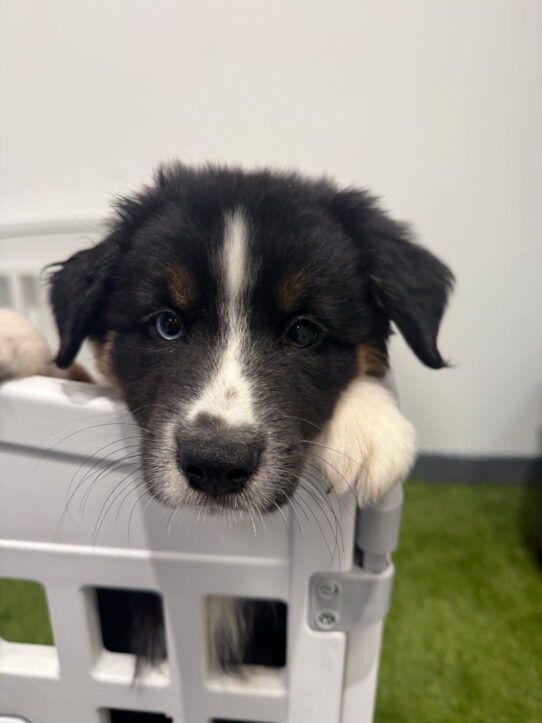 [#900255003271539] M French Bulldog Dog