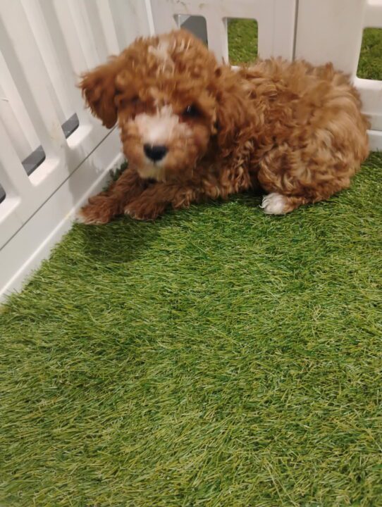 [#901011000071564] Red M Poodle Dog