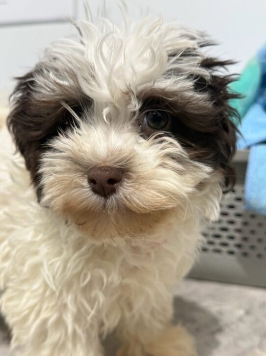 [#900255002117059] Brindle F Havanese Dog