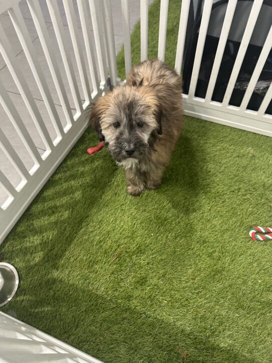 [#900255001561539] Brown M Whoodle Dog