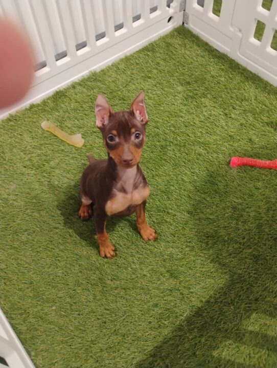 [#900255003256887] Tan / chlt M Miniature Pinscher Dog