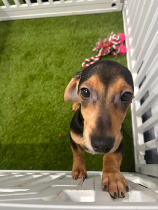 [#900255001561535] Brindle M Dachshund Dog