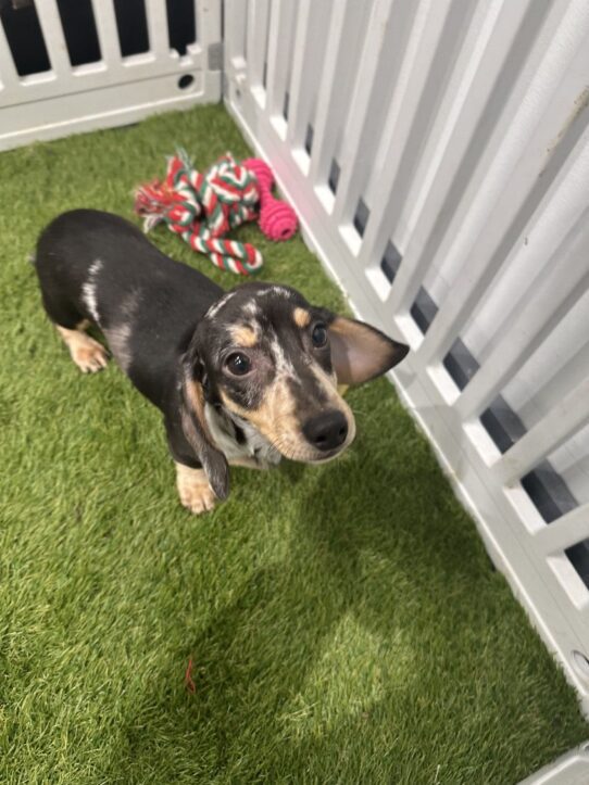 [#900255001561529] Black / Tan M Dachshund Dog