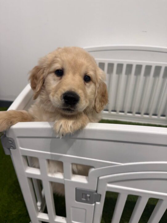 [#90025500161526] Golden M Golden Retriever Dog