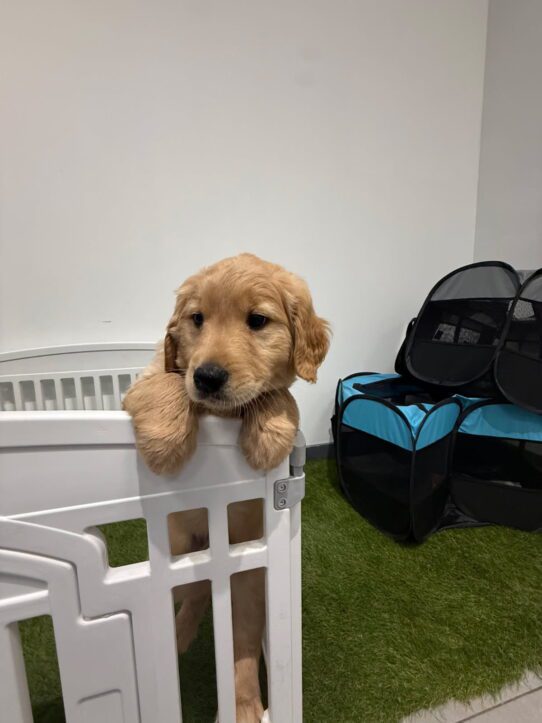 [#900255001561530] Golden M Golden Retriever Dog