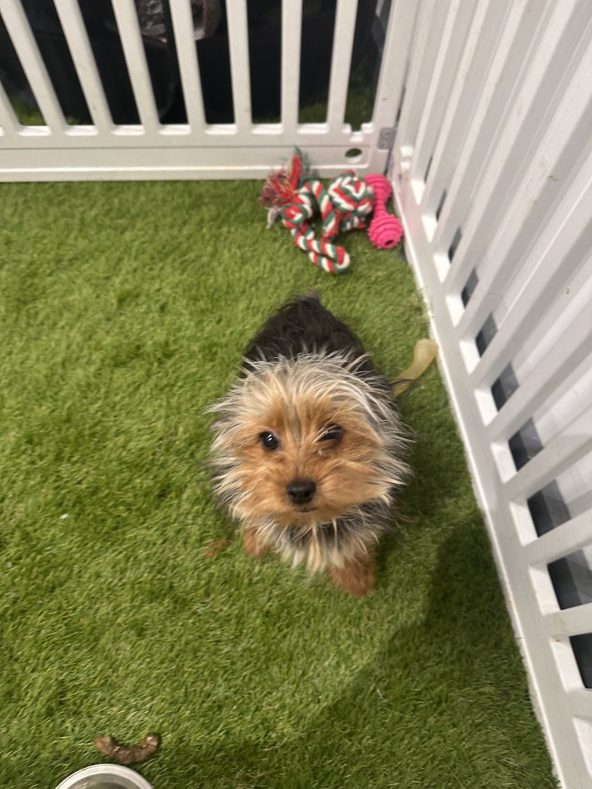[#251750-03] Black / Tan M Yorkshire Terrier Puppies For Adoption