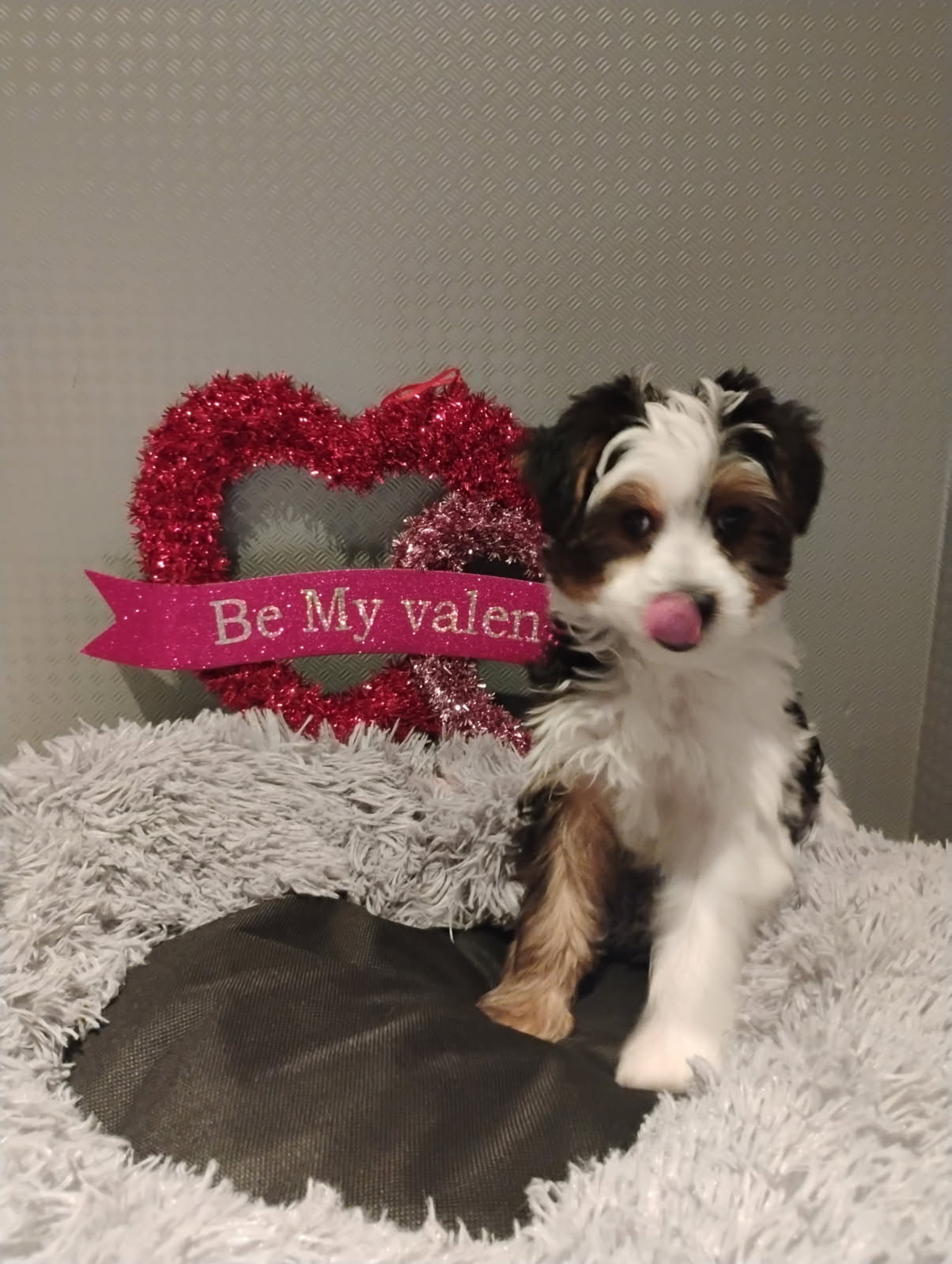 [#900255003263193] Black / White / Tan M Biewer Terrier Dog