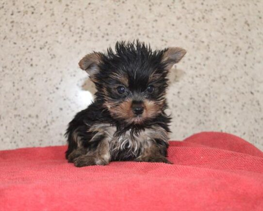 [#253254-03] Black / Tan F Yorkshire Terrier Puppies For Adoption