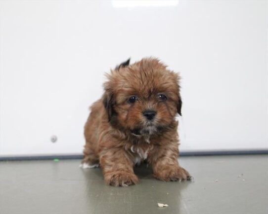 [#252959-01] Gold / White M Lhasa Apso Puppies For Adoption