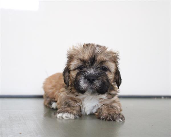[#252959-03] Gold / White M Lhasa Apso Puppies For Adoption