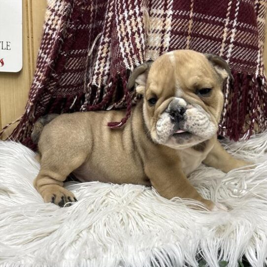 [#252847-03] Red / White M English Bulldog  Puppies For Adoption