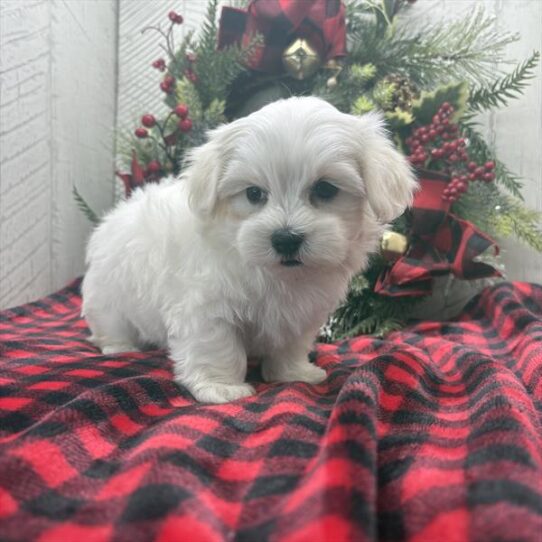 [#252874-03] White M Maltese Puppies For Adoption