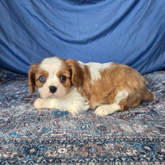 [#253018-02] Blenheim M Cavalier King Charles Spaniel Puppies For Adoption
