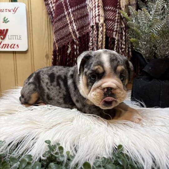 [#253041-04] Merle F English Bulldog  Puppies For Adoption