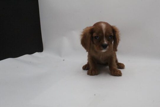 [#252894-01] Ruby F Cavalier King Charles Spaniel Puppies For Adoption
