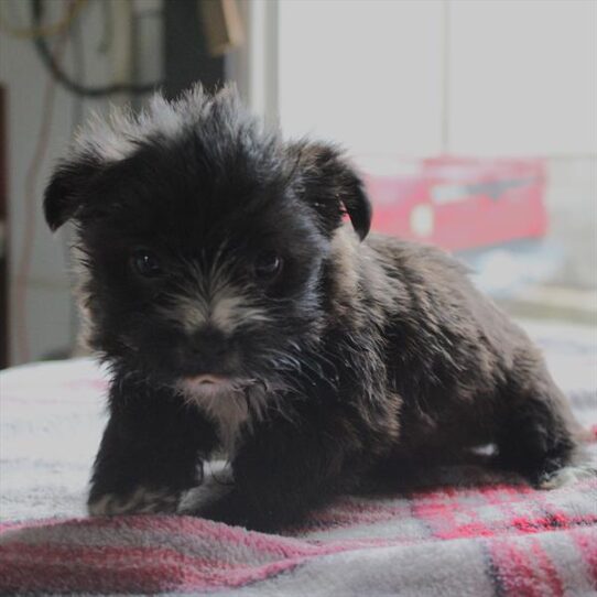 [#253223-02] Black / White M Morkie Puppies For Adoption