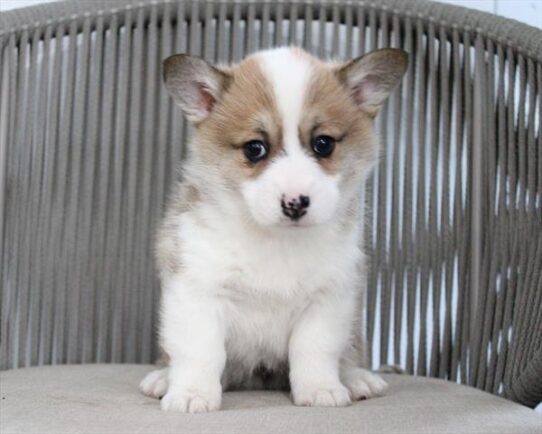 [#253218-02] Red / White F Pembroke Welsh Corgi Puppies For Adoption