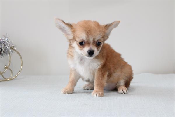 Chihuahua - 5964789 Image #1