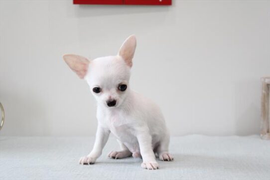 [#253199-01] White / Cream M Chihuahua Puppies For Adoption
