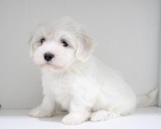 [#253160-01] White M Coton de Tulear Puppies For Adoption