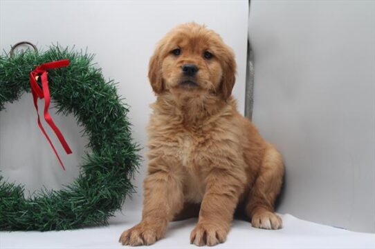 [#253027-05] Golden F Golden Retriever Puppies For Adoption